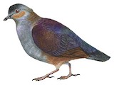 Crested Quail-Dove Illustration