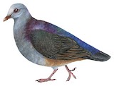 Grey-fronted Quail-Dove Illustration