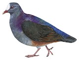 White-fronted Quail-Dove Illustration