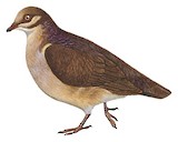 Ruddy Quail-Dove Illustration