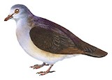 Violaceous Quail-Dove Illustration