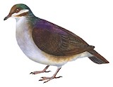 Key West Quail-Dove Illustration