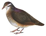 Bridled Quail-Dove Illustration