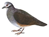 Olive-backed Quail-Dove Illustration