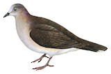 White-tipped Dove Illustration