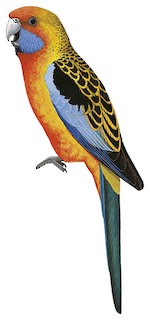 Platycercus elegans subadelaidae