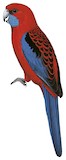 Crimson Rosella Illustration