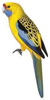 Platycercus elegans flaveolus