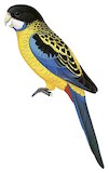 Northern Rosella Illustration