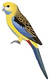 Pale-headed Rosella Illustration