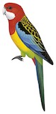 Eastern Rosella Illustration