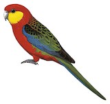 Western Rosella Illustration