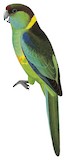 Australian Ringneck Illustration