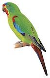 Swift Parrot Illustration
