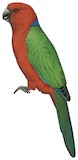 Crimson Shining Parrot Illustration