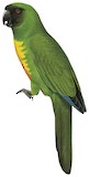 Masked Shining Parrot Illustration