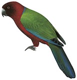 Maroon Shining Parrot Illustration