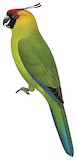 Horned Parakeet Illustration