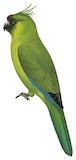 Ouvea Parakeet Illustration