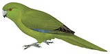 Antipodes Parakeet Illustration