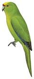 Chatham Parakeet Illustration