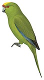 Yellow-crowned Parakeet Illustration