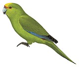 Malherbe's Parakeet Illustration