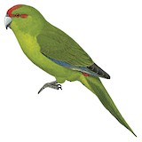 Lord Howe Parakeet Illustration