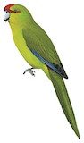 New Caledonian Parakeet Illustration