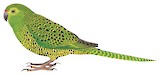 Ground Parrot Illustration