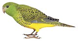 Night Parrot Illustration