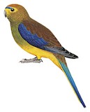 Blue-winged Parrot Illustration