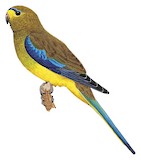 Elegant Parrot Illustration