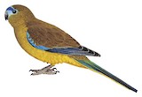 Rock Parrot Illustration