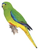 Orange-bellied Parrot Illustration