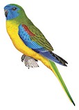 Turquoise Parrot Illustration