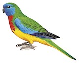 Scarlet-chested Parrot Illustration