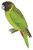 Brehm's Tiger Parrot Illustration