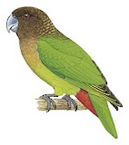 Modest Tiger Parrot Illustration