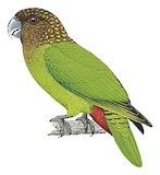 Madarasz's Tiger Parrot Illustration