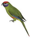 Plum-faced Lorikeet Illustration