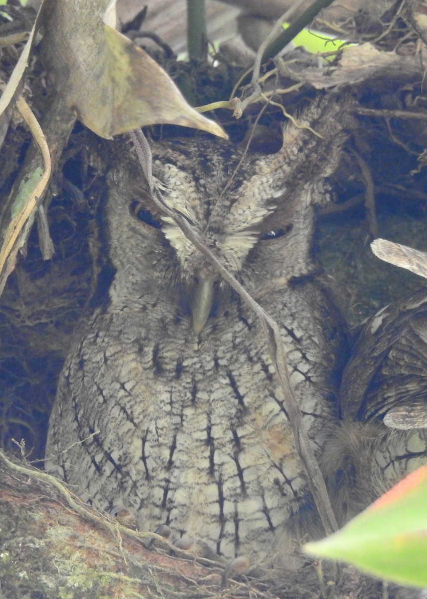 Tropical Screech-Owl - Randall Beaubien