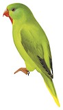 Red-chinned Lorikeet Illustration