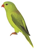 Meek's Lorikeet Illustration