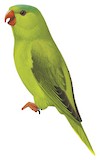 Blue-fronted Lorikeet Illustration