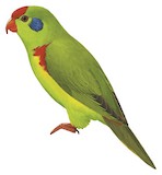 Red-fronted Lorikeet Illustration