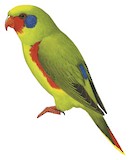 Red-flanked Lorikeet Illustration