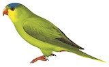 New Caledonian Lorikeet Illustration