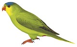 New Caledonian Lorikeet Illustration