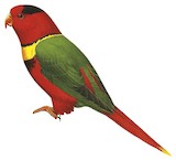 Duchess Lorikeet Illustration